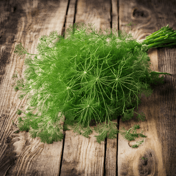 Dill Seeds Al-Fajr (Anethum graveolens)