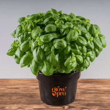 Elidia Basil Seeds (Ocimum basilicum)