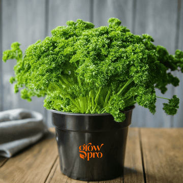 Parsley Seeds (Petroselinum crispum)