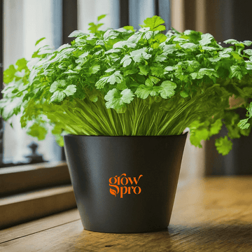 Cilantro Seeds (Coriandrum sativum)
