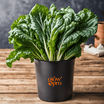 Swiss Chard Seeds (Beta vulgaris subsp. cicla)