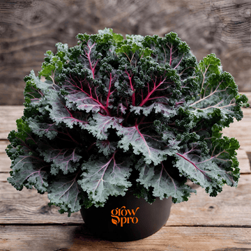 Red Russian Kale Seeds (Brassica napus)