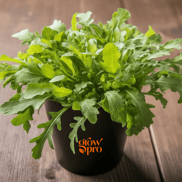 Standard Arugula Seeds (Eruca sativa)