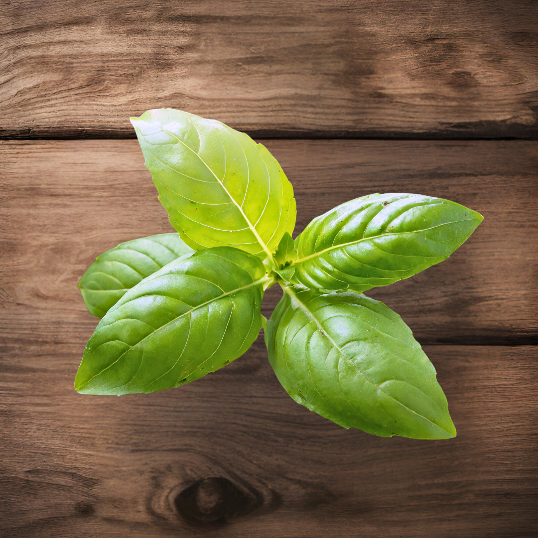 Lemon Basil Seedling - Growpro Egypt