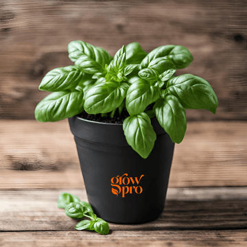 Genovese Basil Seeds (Ocimum basilicum)