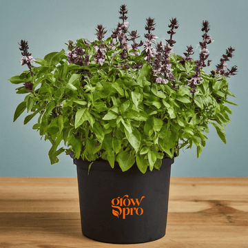 Cinnamon Basil Seeds (Ocimum basilicum)