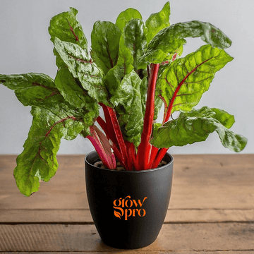 Ruby Chard Seeds (Beta vulgaris subsp. cicla)