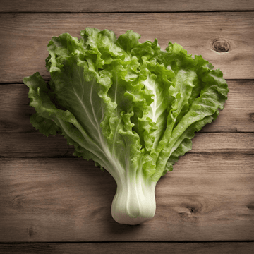 Lettuce Seeds Al-Fajr (Lactuca sativa)