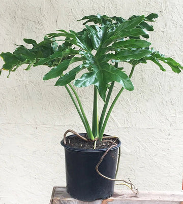 Selloumi Indoor Plant (Philodendron selloum)