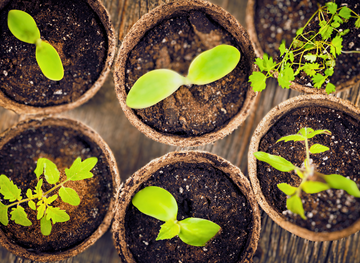 Shope your Seedlings Now.png