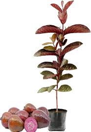 Guava Black Tree (Psidium guajava)