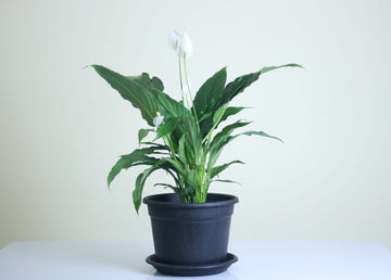 Peace Lily Indoor Plant (Spathiphyllum spp.)