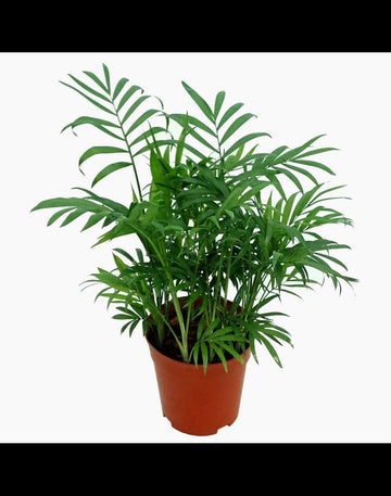 Parlor Palm (Chamaedorea elegans)