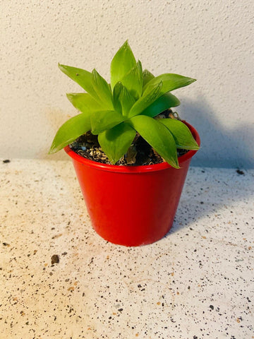 Haworthia cymbiformis (star window plant)