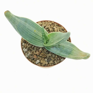 Aloe Striata
