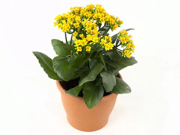 Kalanchoe blossfeldiana (Flaming katy)