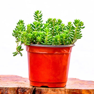 Sedum rubrotinctum (Jelly bean)
