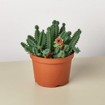 Huernia zebrina (Lifesaver)