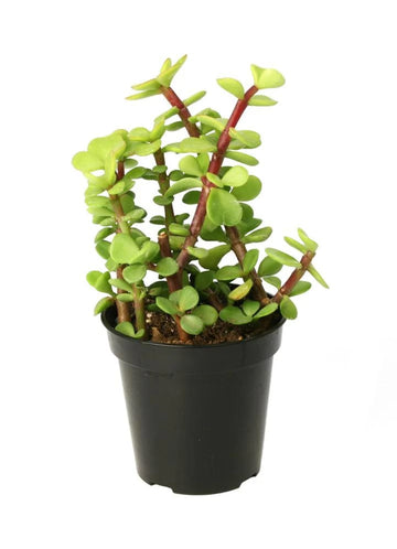 Portulacaria (Elephant bush)