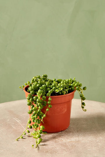 Senecio (string of pearls)
