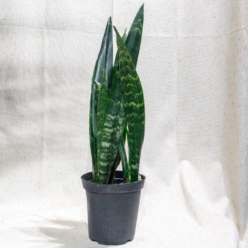 Sansevieria Trifasciata (Green)