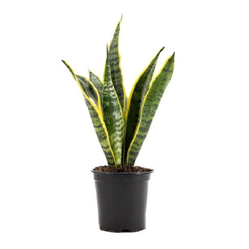 Sansevieria Trifasciata (Yellow)