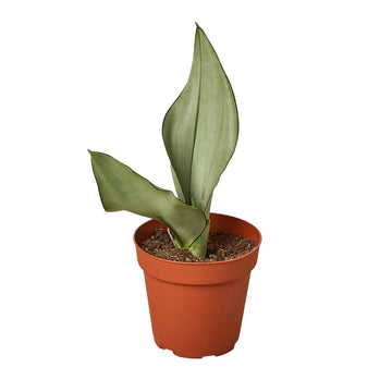 Sansevieria Trifasciata Moonshine