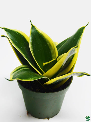 Sansevieria Trifasciata (Black Gold)