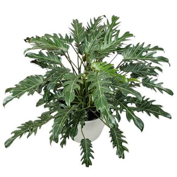 Philodendron Xanadu