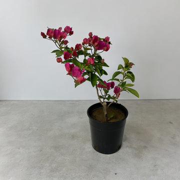 Dwarf Bougainvillea