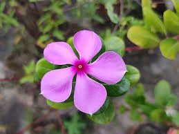Vinca Rosea