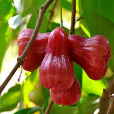 Apple Mallaya Tree