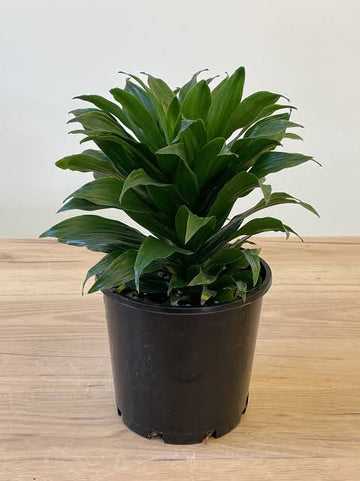 Dracaena Compacta