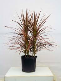 Dracena Tricolor (Red)
