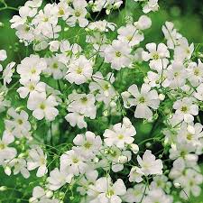 Baby’s Breath Flower Seeds Al-Fajr (Gypsophila paniculata)