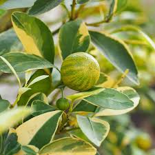 Lemon Eureka Tree