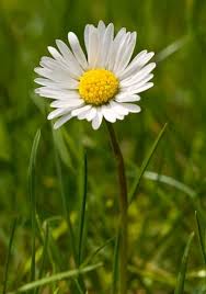 Daisy Flower