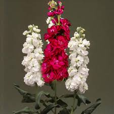 Matthlola flower seeds