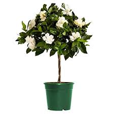 Gardenia Flower indoor