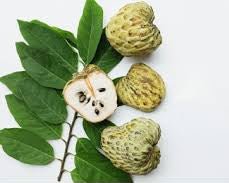 Thai Cherimola Tree (Annona cherimola)