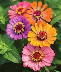 Amirantz Flower Seeds Al-Fajr (Amirantz spp.)