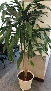 Corn Plant (Dracaena fragrans)