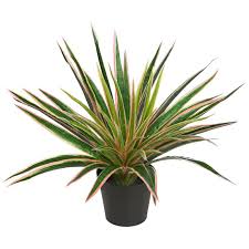 Dracena Tricolor