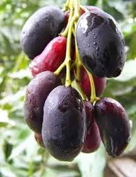 Java Plum Fruit Tree (Syzygium cumini)