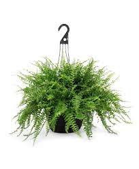 Hang Ferns