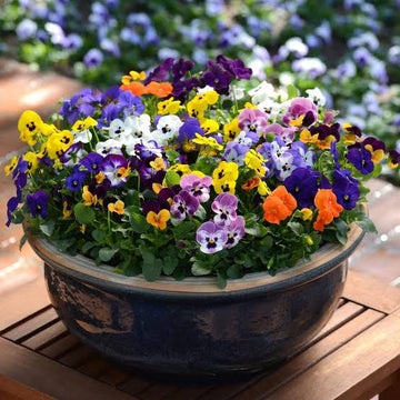 Pansy flower