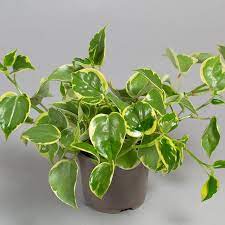 Hang Pepromia