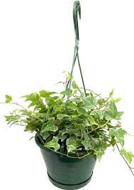 Hang Hedera