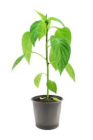 Bell Pepper seedling