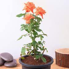 Rose Flower